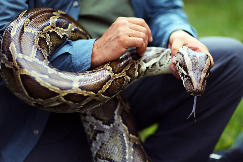 The Burmese python can slither home in a near-straight line even if released dozens of kilometres away, researchers said. Photo: AFP