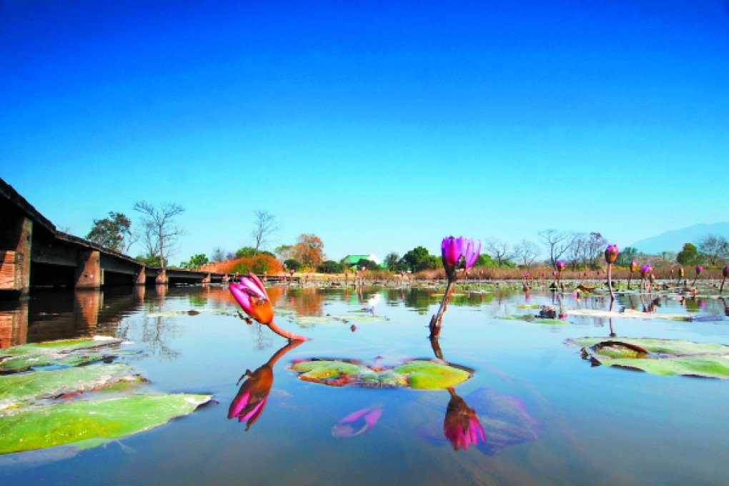 Lilies reflected in a pond at Mai Po. Photos: Martin Williams