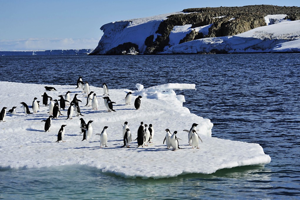 Global warming could threaten the long-term survival of penguins. Photo: Xinhua