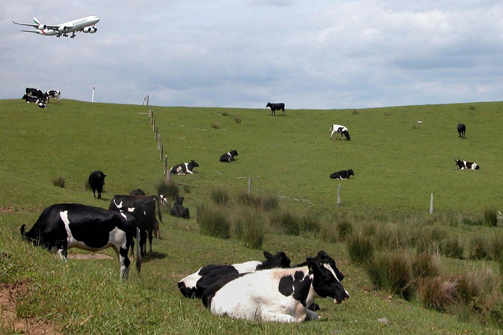 It is natural for cows to eat grass, not grain. Photo: AFP