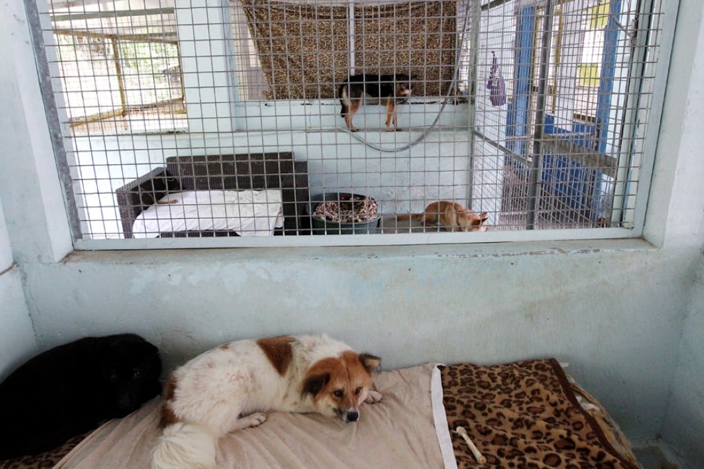 Sai Kung Stray Friends Society kennel and adoption centre