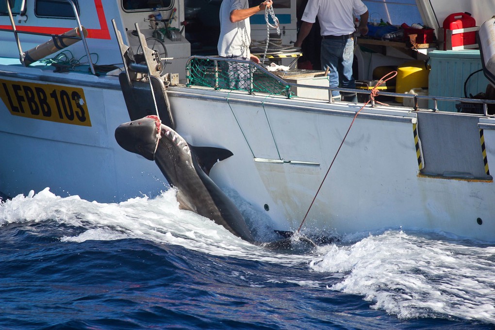 Sea Shepherd claims to have saved 750 whales from Japanese harpoons ...