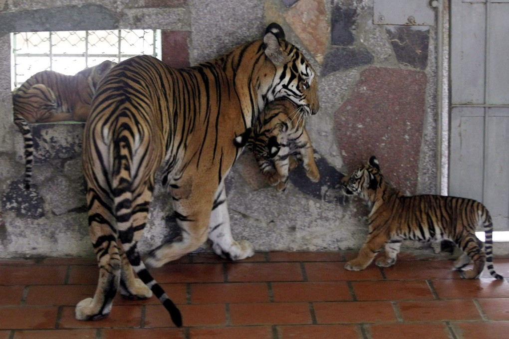 An Indochinese tigress carries one of her four cubs born in Hanoi  Zoo in 2011