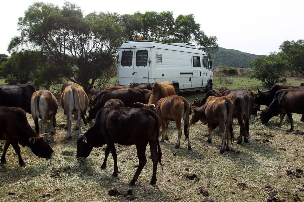 How now brown cow? The relocated cattle graze at their controversial new home near the Chong Hing Water Sports Centre. Photo: Edward Wong