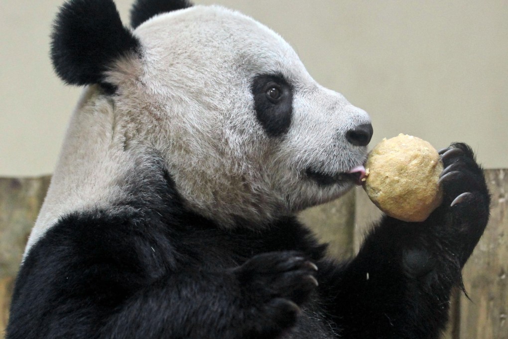 Giant pandas love natural sugar, according to researchers.Photo: AP