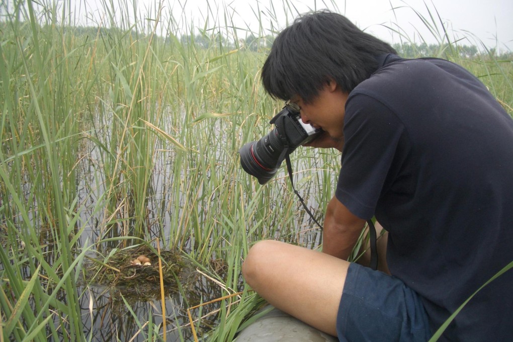 Zhang Er finds a nest in one of Beijing's wetland parks, where he has spent 10 years documenting wild birds. Photo: SMP