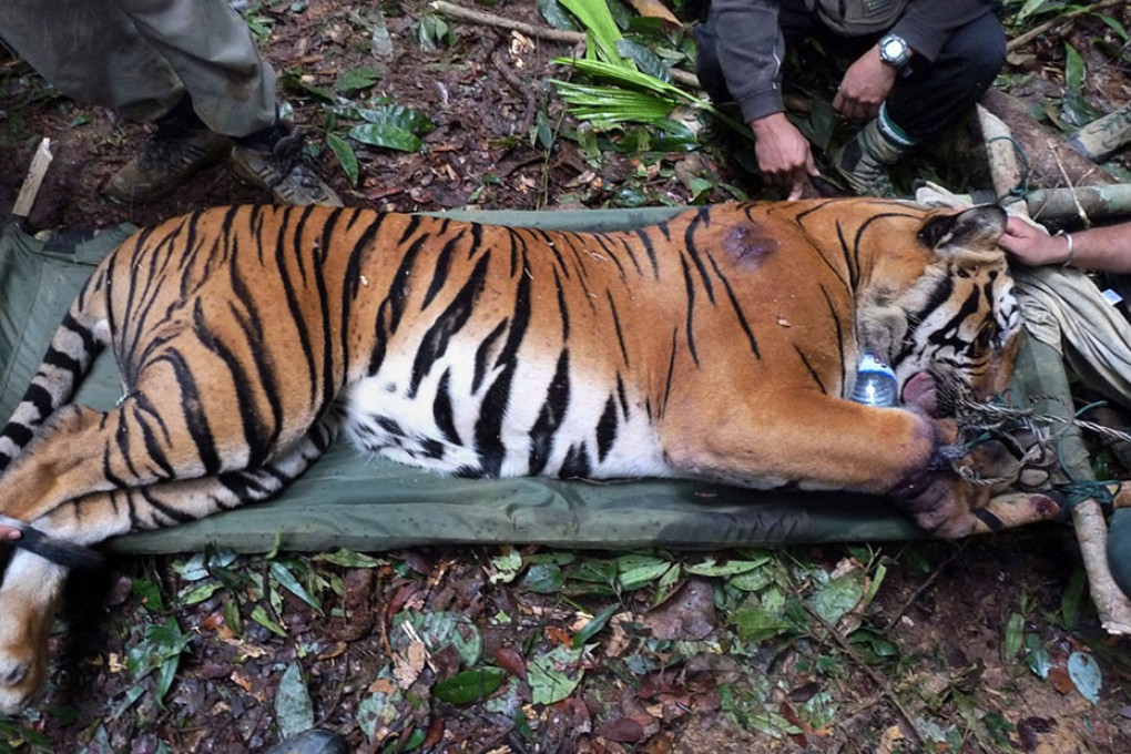 Even before a tiger is shipped to China, enthusiastic buyers have already been lined up.