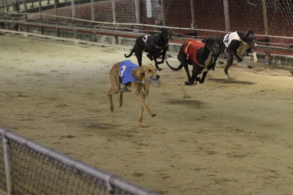 Greyhound racing at the Macau Canidrome.