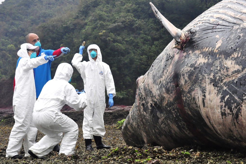 Marine experts are dwarfed by the whale. Photo: Ocean Park