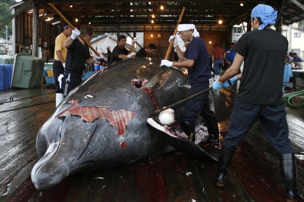 New Zealand fears Japan may try to get round the UN ruling that it must stop its annual Antarctic whaling programme, which was found to be a commercial activity disguised as science. Photo: Reuters