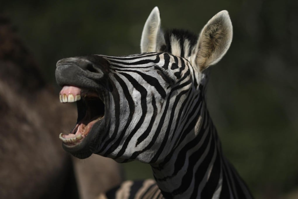 A zebra's stripes may have deterred flies. Photo: Reuters