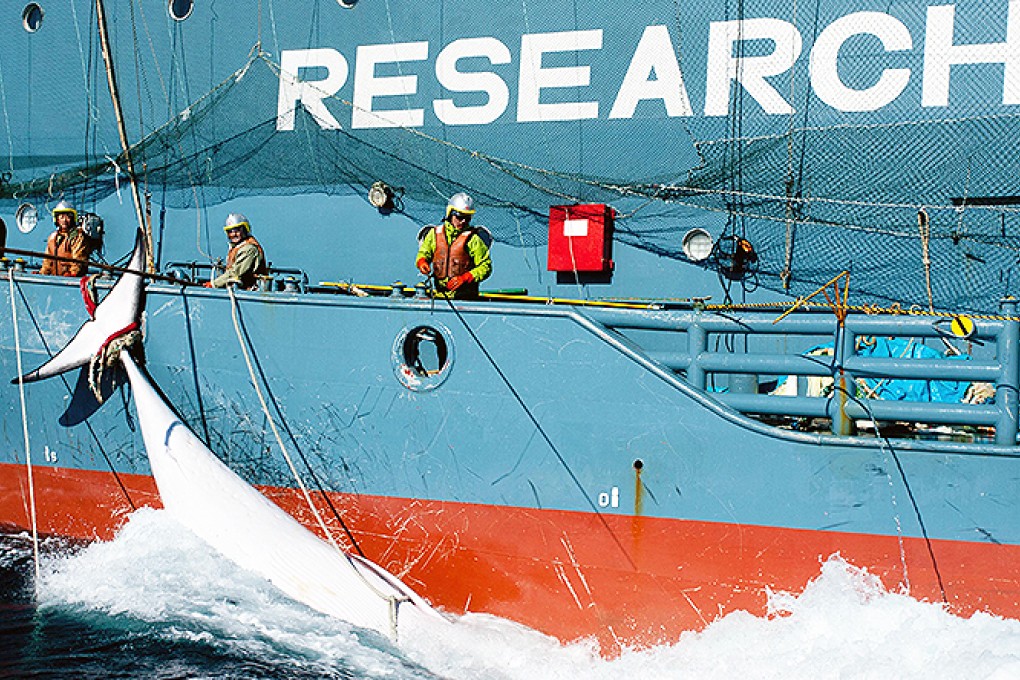The Japanese whaling fleet's harpoon vessel Yushin Maru No 2 secures a minke whale in the Southern Ocean Photo: AFP