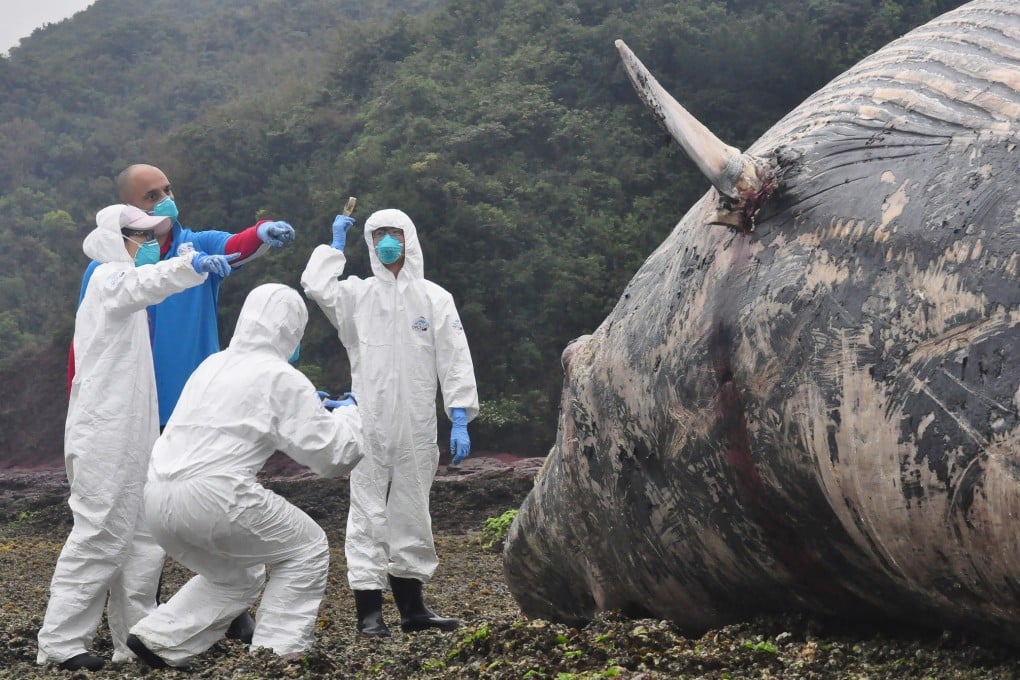 The whale is being chopped up on the beach by experts from City University and Ocean Park