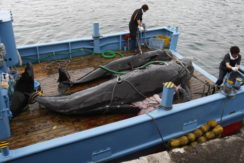 Captured short-finned pilot whales on the deck of a whaling ship at Taiji Port in Japan's oldest whaling village of Taiji. Photo: Reuters