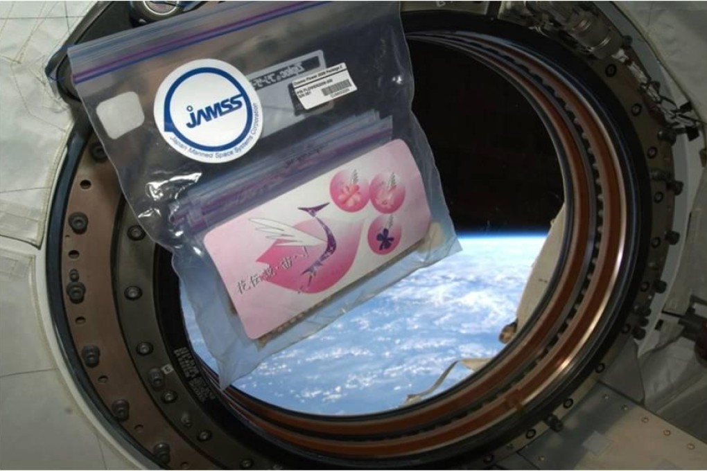 The cherry pips on board the space station. Photo: SCMP Pictures