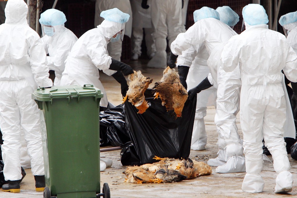 Health workers with protective gears have arrived at the Cheung Sha Wan Temporary Wholesale Poultry Market to start culling all chickens there in 2011. Photo: Felix Wong