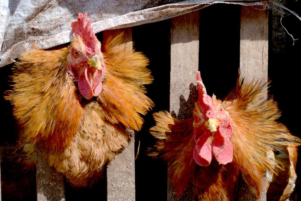 Two chickens waiting for delivery to a market in Anshun, Guizhou Province. Photo: AFP