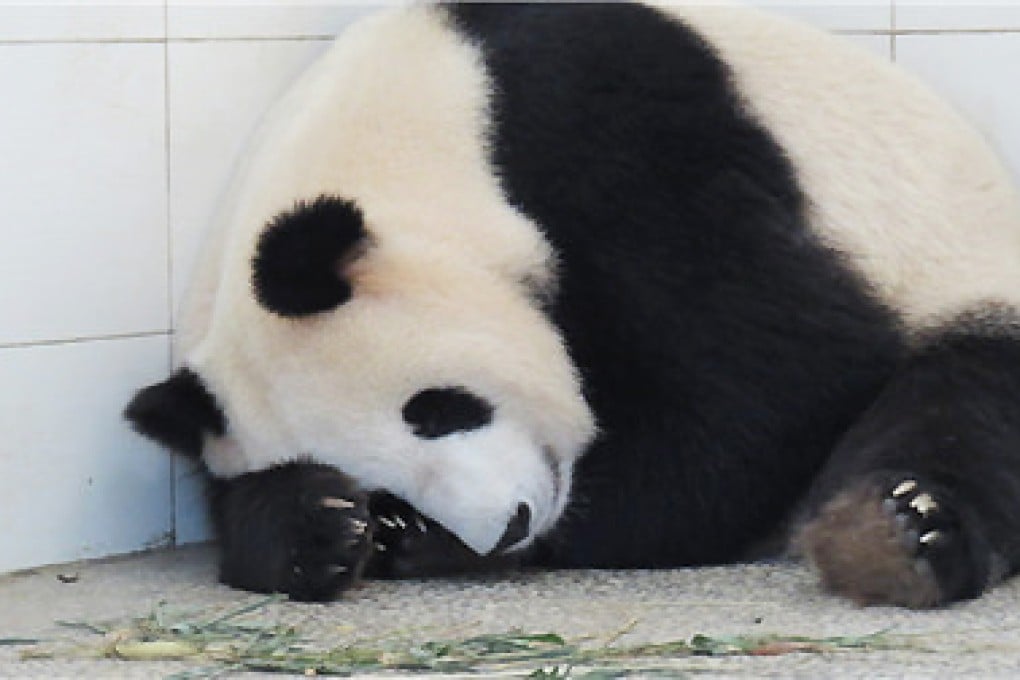 A photo from the Wolong Panda Club shows Feng Yi on her seventh birthday. She was supposed to travel with Fu Wa to Malaysia next week. Photo: SCMP Pictures