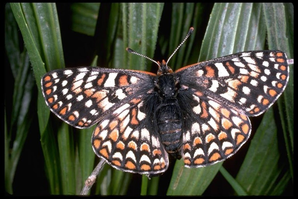 The quino checkerspot found a new habitat. Photo: SMP