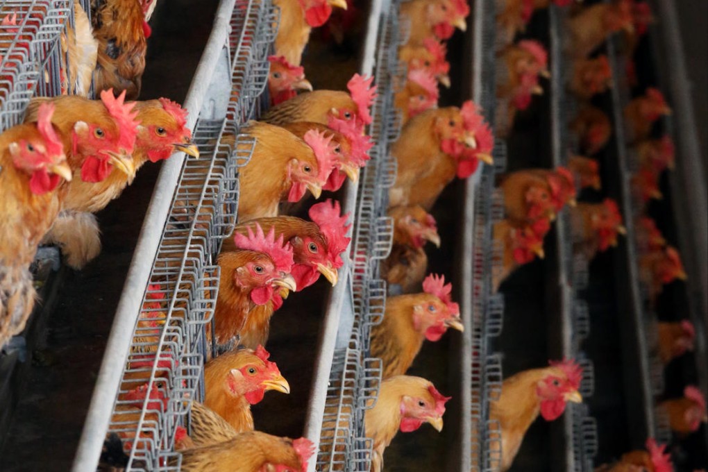 Chicken vendors suspend sales