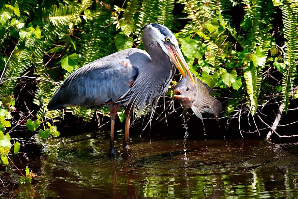 A heron catches a fish in Orlando, Florida. Photo: AFP