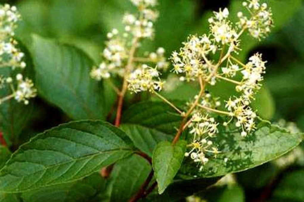 File photo of the plant leigongteng, or Tripterygium wilfordii Hook F. Photo: SCMP Pictures