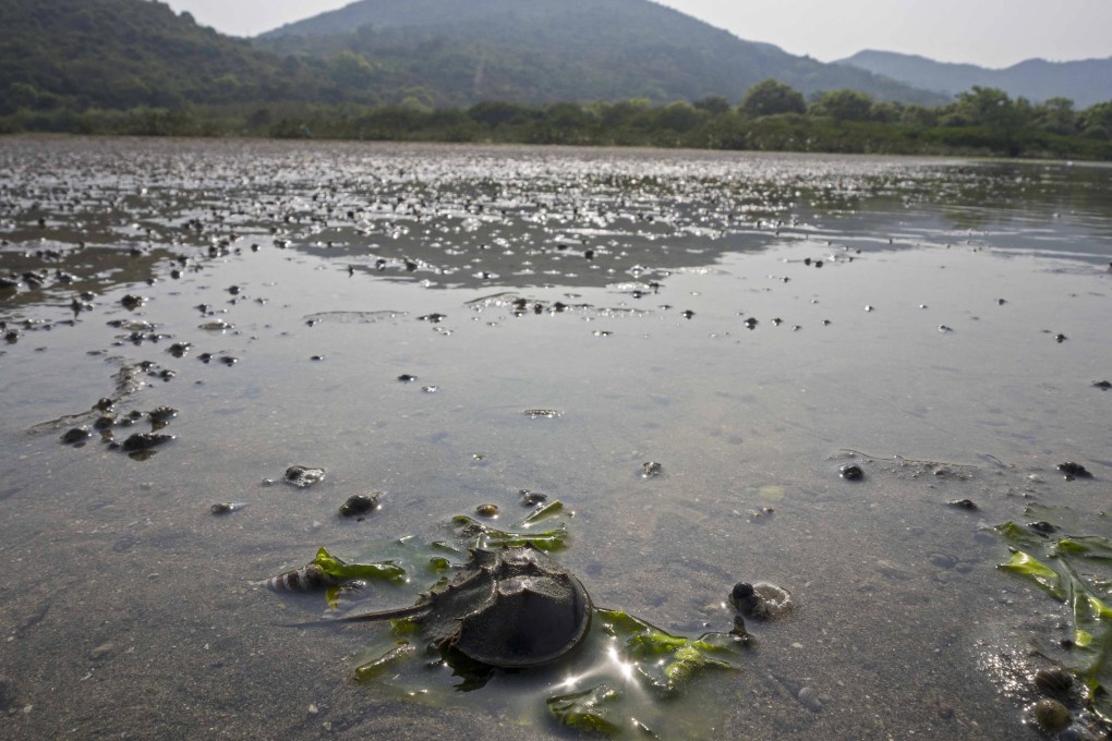 Conservancy Association is calling on conservation officials to plug loopholes in protection measures for ecologically sensitive areas in Tuen Mun and South Lantau.