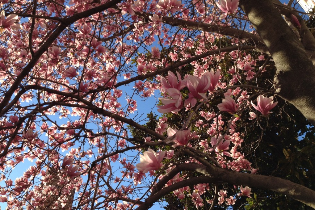Enjoying a day of Cherry Blossoms