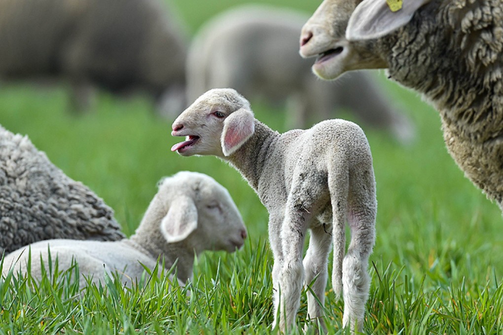 Britain's takeaway food vendors will be tested to make sure any lamb they sell is  not chicken, beef or turkey. Photo: AFP