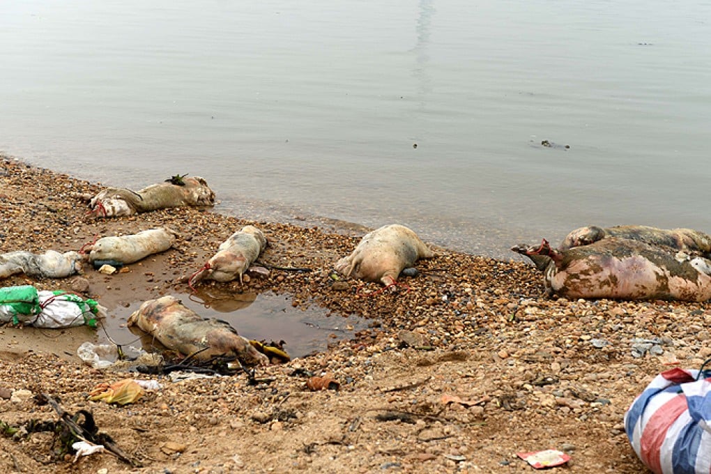 Dead pigs washed up on the banks of the Ganjiang River in Nanchang, Jiangxi province, in March. Photo: Xinhua