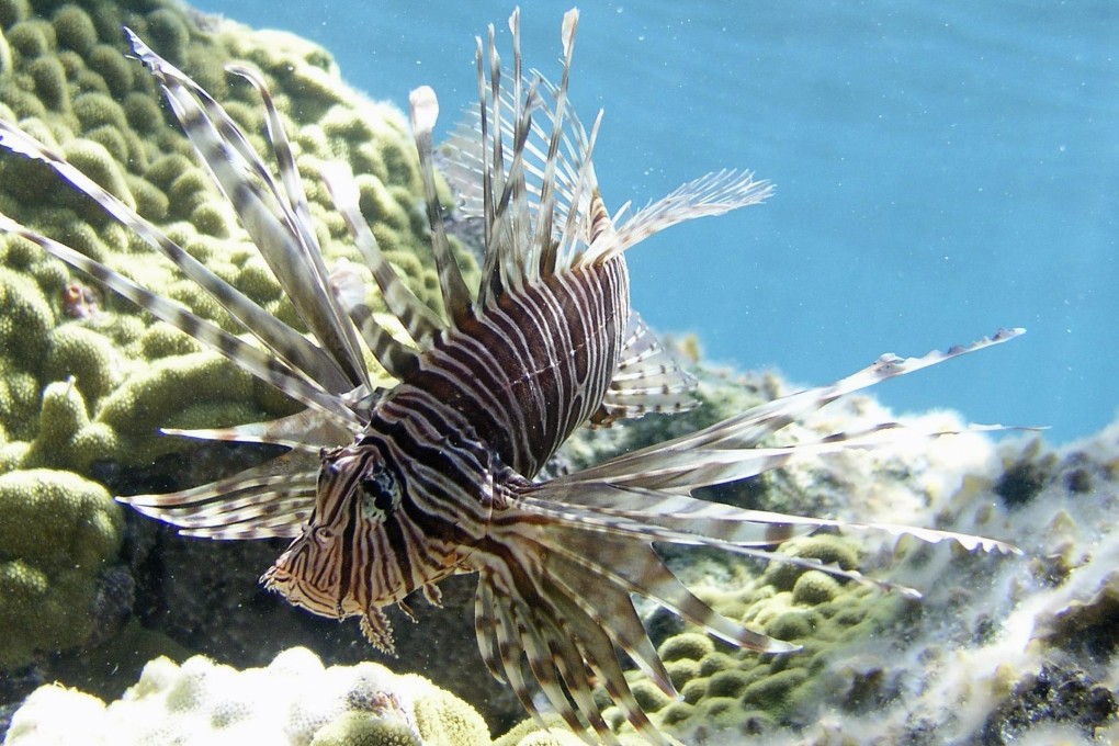 Scientists try captive approach to fighting invasive lionfish