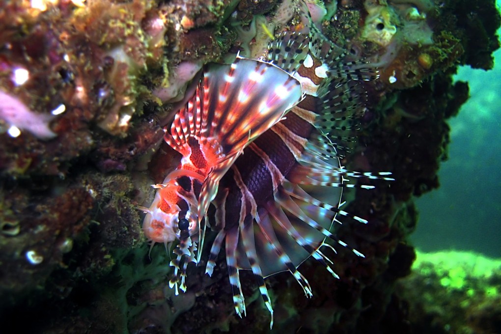 A zebra lionfish found in Port Shelter. Photo: Eco-Education