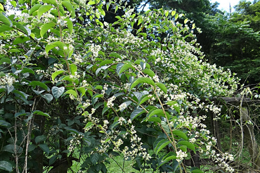 A picture of thunder god vine.