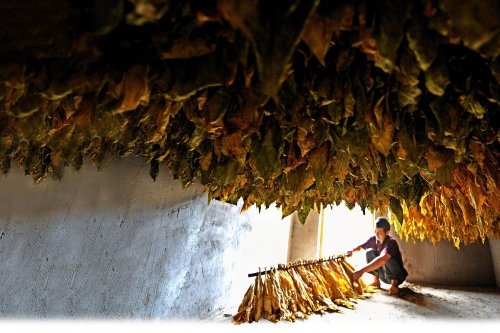 A tobacco farmer in Xuanen, Hubei province, tends his freshly cured tobacco leaves. Photo: Xinhua