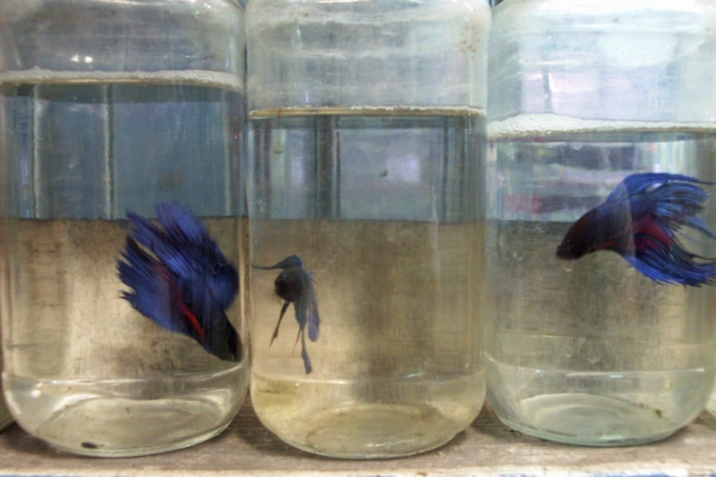 Colour contrast: fish in jars at Chatuchak market.
