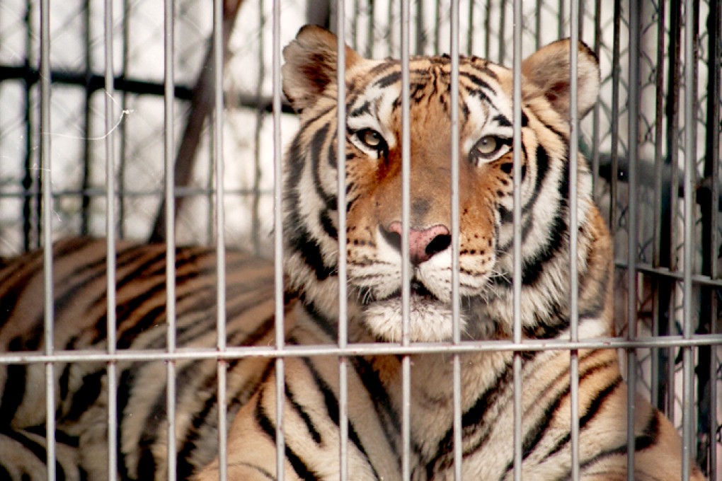 If children get their wishes, tigers, like this one in Guangzhou Zoo, might be an attraction in a Hong Kong zoo. Photo: SCMP pictures