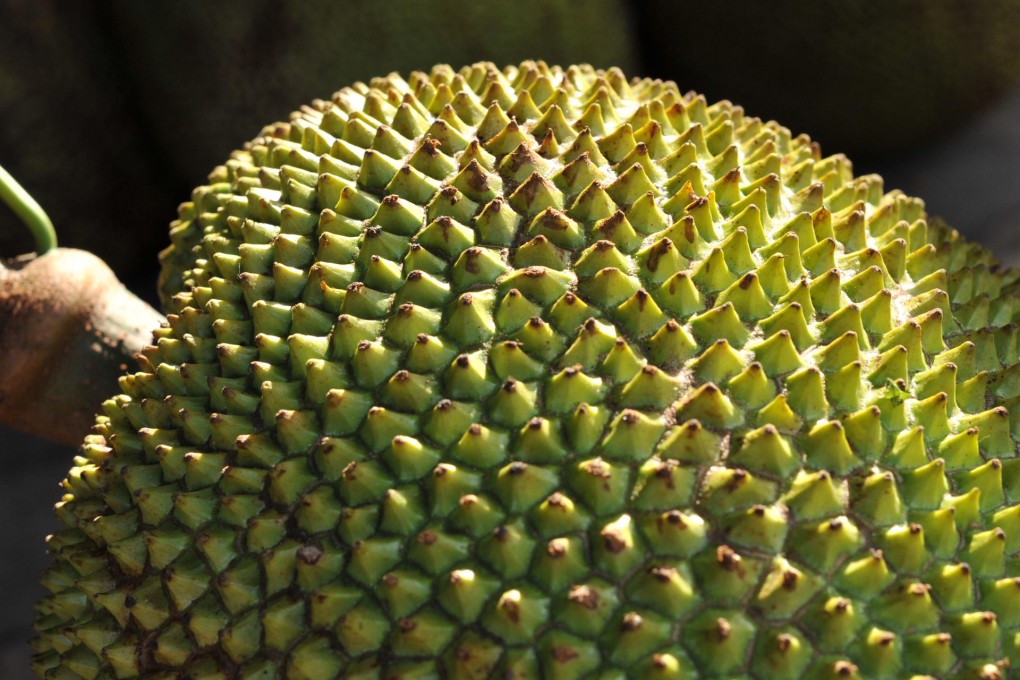 The much-maligned jackfruit.