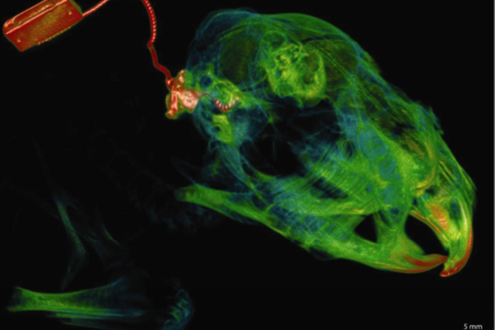 A cochlear implant in a guinea pig skull. Photo: SCMP Picture