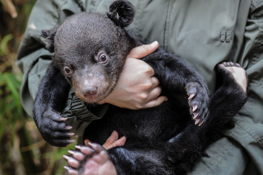 A zookeeper holds a newborn Asian black bear at the Chimelong Safari Park in Guangzhou. Photo: Xinhua