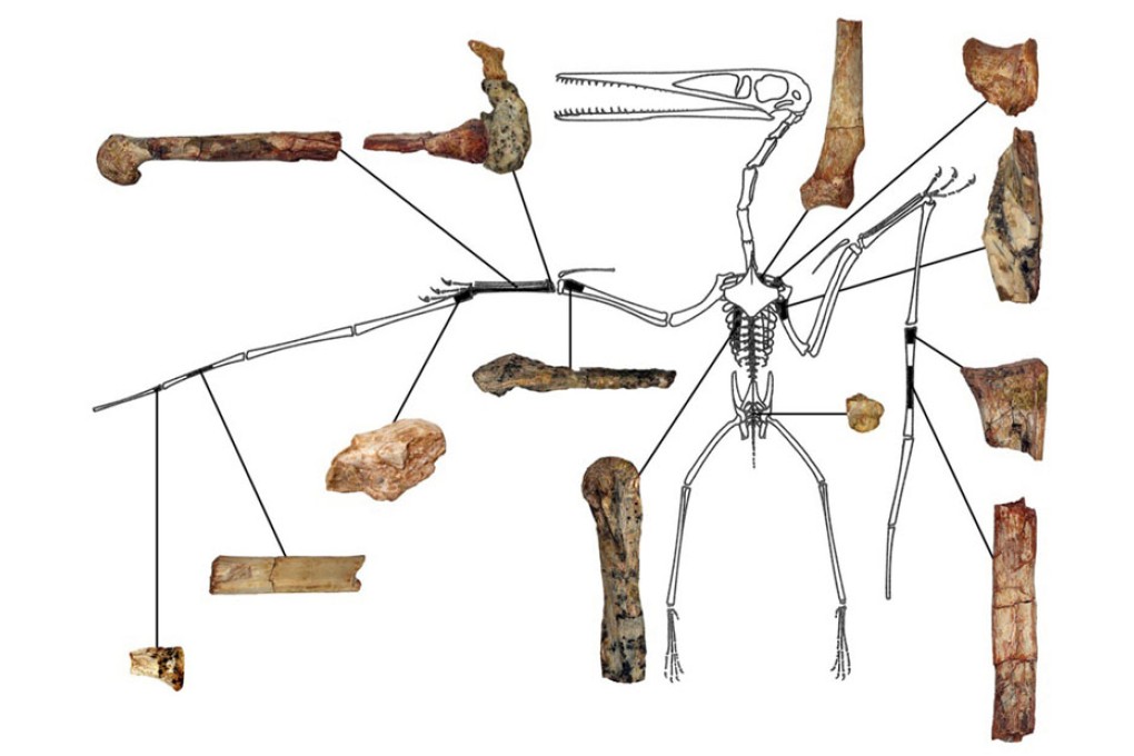 Remains of Kryptodrakon progenitor found in the Gobi desert dinosaur pits at the Shishugou Formation in Xinjiang. Photo: Reuters