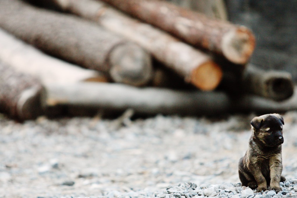 Claims that about 100 stray dogs were buried alive in northern China are being investigated. Photo: David Wong