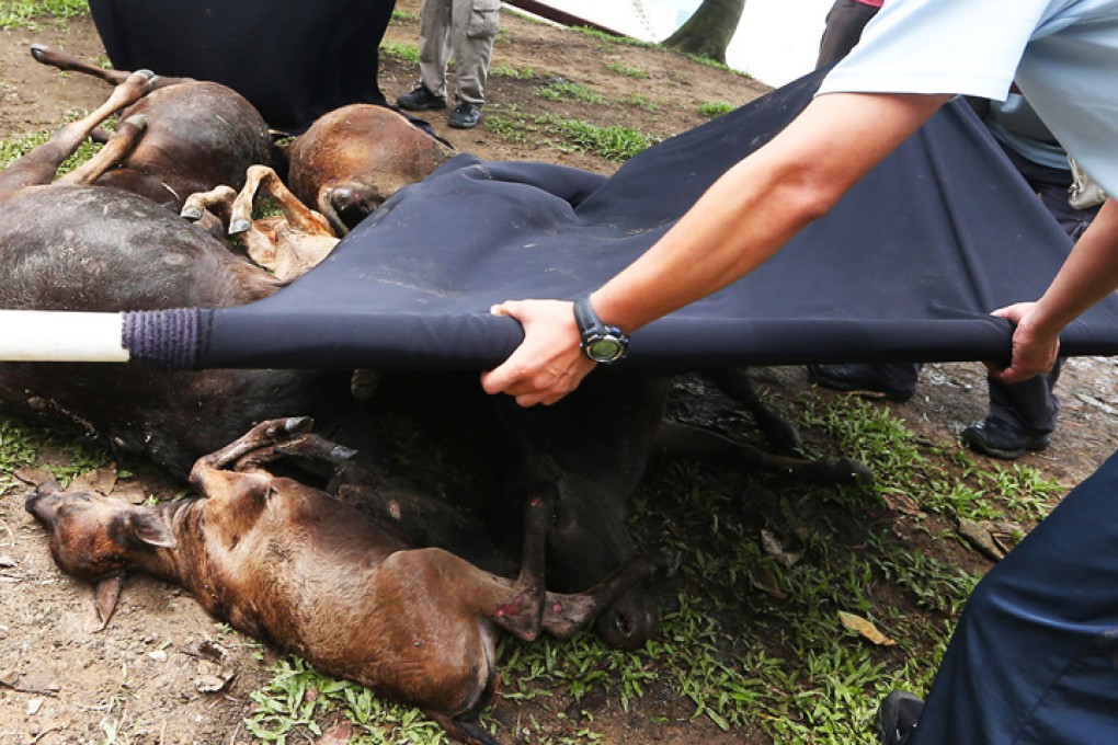 The pilot who discovered the dead cows said that if a car had hit them it would no longer be drivable. Photo: Sam Tsang