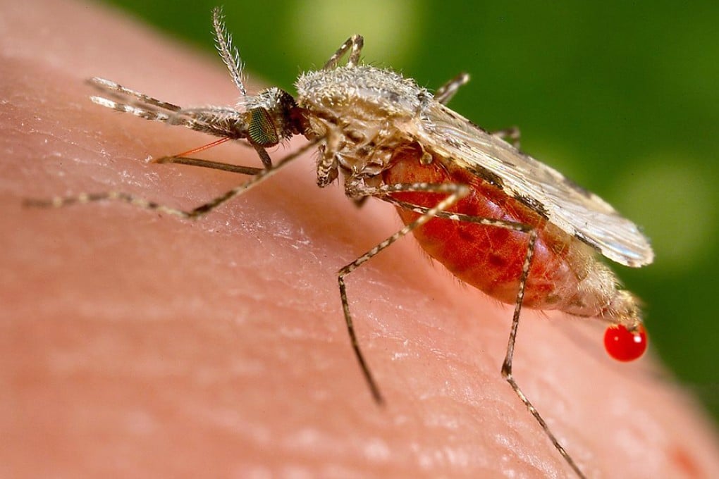 A picture of Aedes aegypti mosquito. It was the first time that local transmission of chikungunya had been reported in the Americas. Photo: CDC