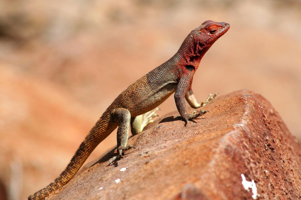This Galapagos lava lizard has been evolving. Photo: SMP