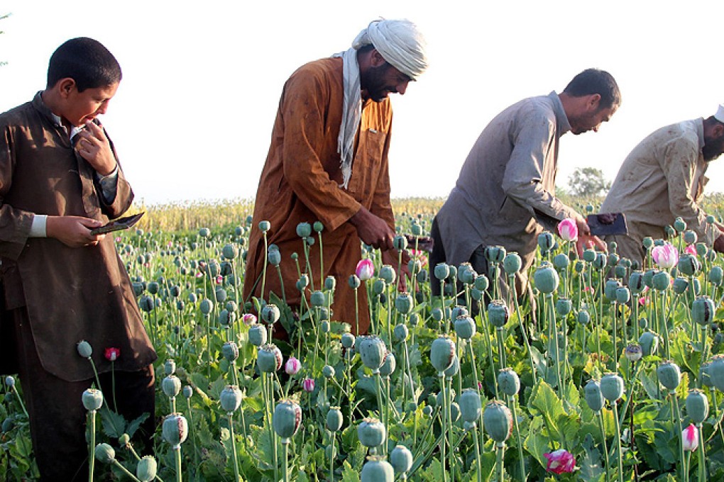 Afghan farmers extract raw opium to be processed into heroine at a poppy field in Jalalabad, Afghanistan. Photo: EPA