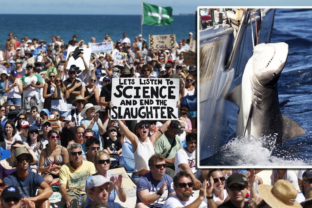 Fifty sharks killed in Western Australia’s trial of cull policy