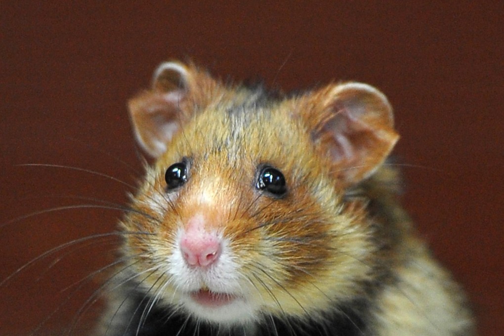 The Great Hamster of Alsace.