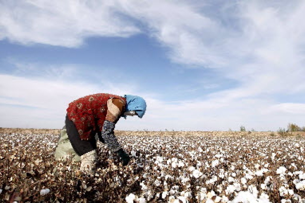 A farmer harvests cotton in Gansu province. Land for housing for farmers is allocated collectively by villages. Photo: EPA