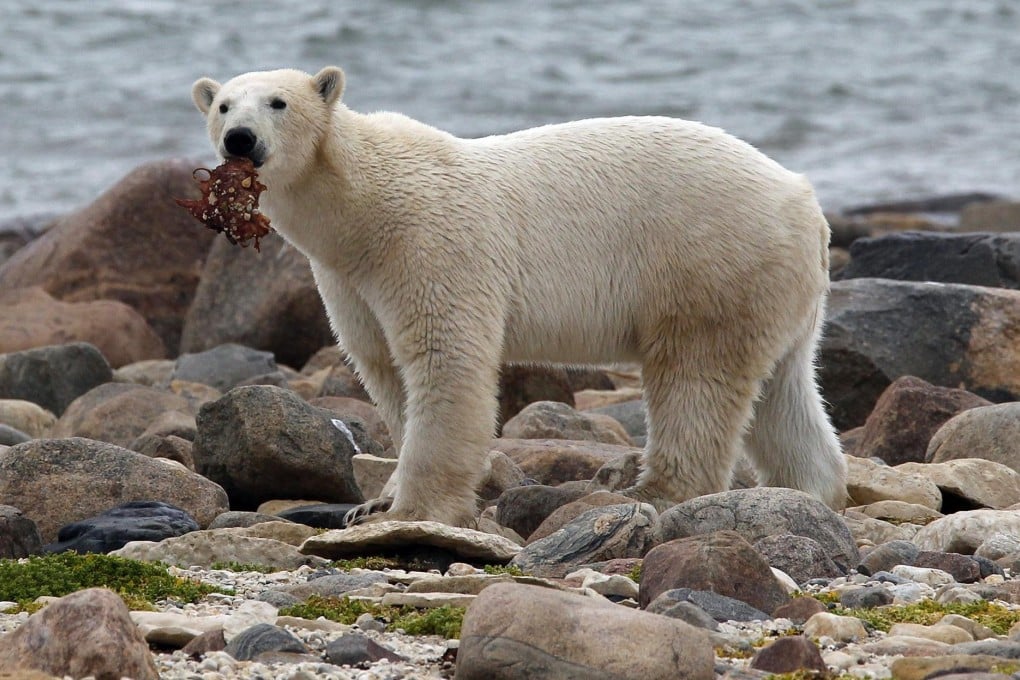 Half the typical polar bear's weight is made up of fat. Photo: Reuters