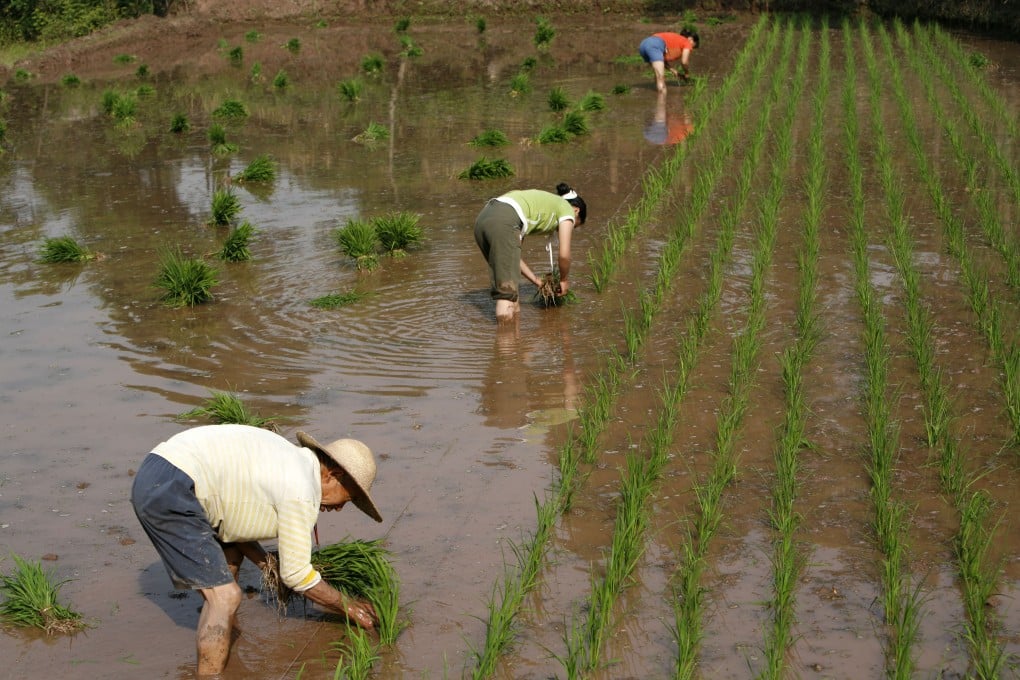 Researchers have found that people from rice-growing southern China are more interdependent and holistic thinkers. Photo: Bloomberg